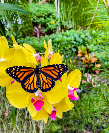 Endangered Monarch Butterfly, (Danaus plexippus)  sits on top of an Orchid.