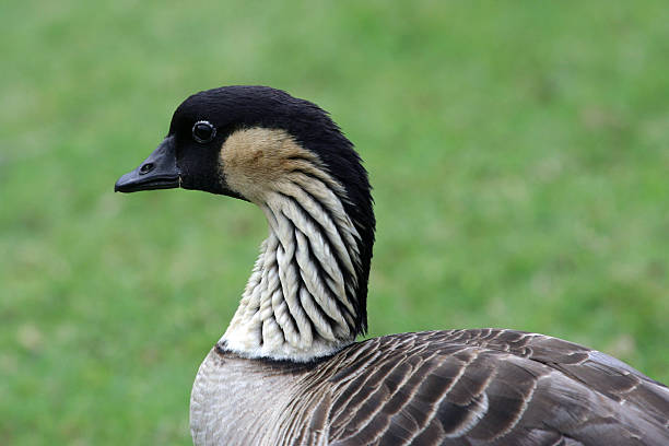 Endangered Nene (Hawaiian Goose) Close-Up Profile stock photo