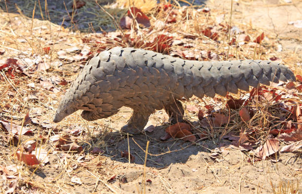 Endangered Pangolin walking across the dry arid floor of the African Bush in Hwange National Park, Zimbabwe Critically endangered Pangolin walking in the bush- Scientific name Manis - it was sighted in the african bush in Hwange National Park, Zimbabwe.  These are most traffiked animal in the world pangolin stock pictures, royalty-free photos & images