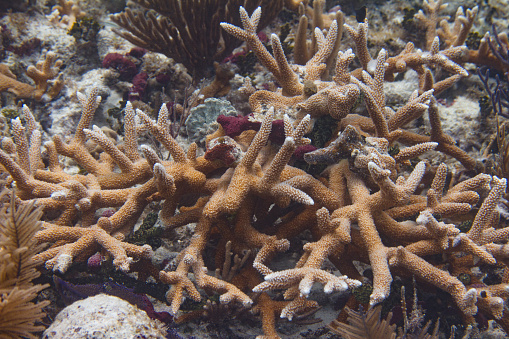 Endangered Staghorn Coral on Coral Reef in Florida Keys