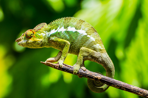 Chameleon is looking through a magnifying glass on green background. 3d illustration
