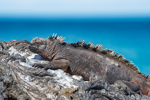 A Marine iguana (Amblyrhynchus cristatus) at black volcanic rocks on the Western Galapagos Islands. Wildlife shot.