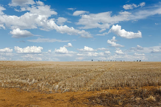 Endless field Endless field in bright daylight arid climate stock pictures, royalty-free photos & images