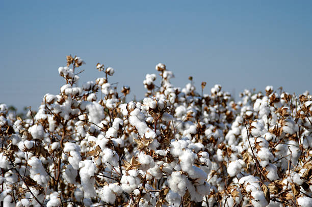 Endless fields of unpicked cotton in bloom during Spring                                 cotton field cotton stock pictures, royalty-free photos & images