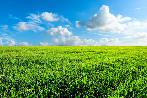 Endless grassland and sky natural landscape in springtime stock photo