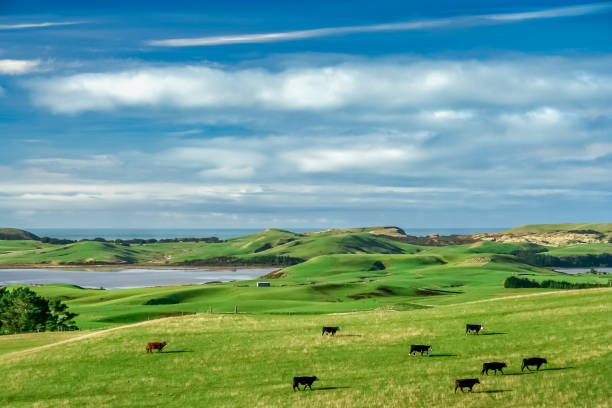 Endless green pasture stock photo