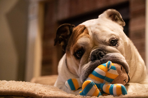 English Bulldog Chewing On Toy Fotografie stock e altre