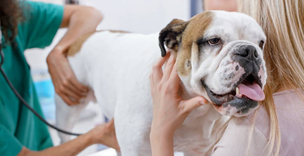44 Bulldog Stock Photos, Pictures & Royalty-Free Images - iStock