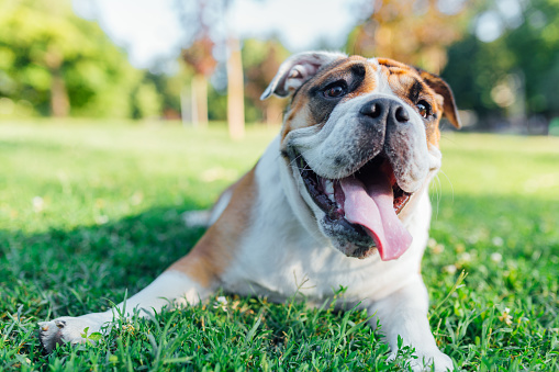 Cute dog, an English Bulldog laying in the grass