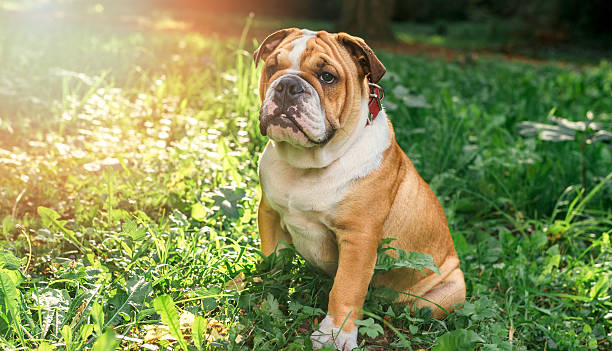 English bulldog pup in the grass stock photo