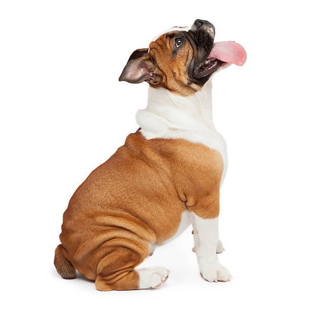 English Bulldog Side Sitting A female purebred English Bulldog sitting on a white background animal tongue stock pictures, royalty-free photos & images