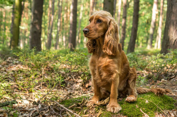 English Cocker Spaniel dog in the forest stock photo
