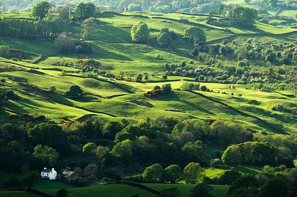 English Lake District Evening sunlight illuminating woods and meadows on a hillside in the English Lake District. Slightly soft focus due to distance and windy conditions. northwest england stock pictures, royalty-free photos & images