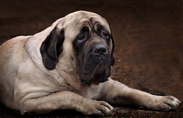 English Mastiff portrait On a dark brown background lying English mastiff. Perhaps one of the most well-known breeds in the world, a true Englishman and an aristocrat english culture stock pictures, royalty-free photos & images