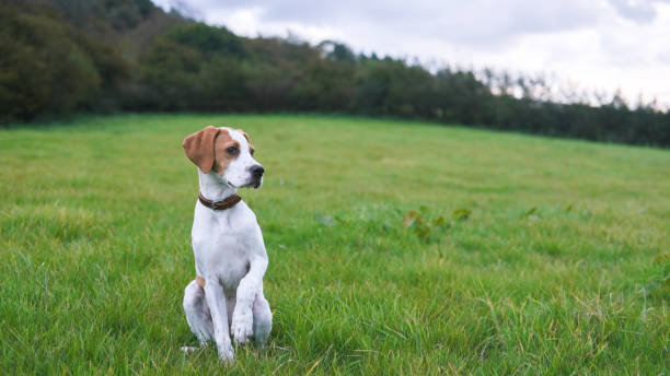 English Pointer dog in a meadow stock photo