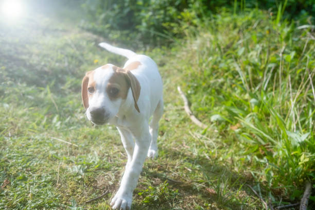 English pointer puppy on a walk stock photo