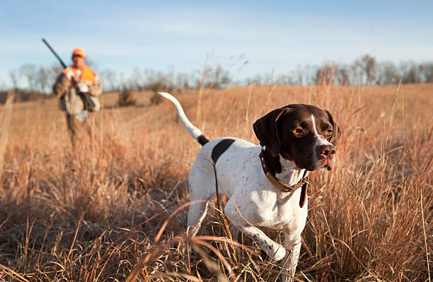 English Pointer with Man Upland Bird Hunting in Midwest. stock photo
