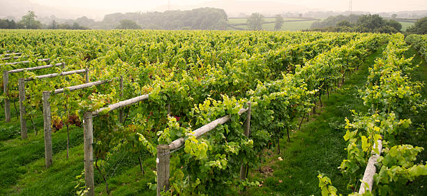 English vineyard stock photo