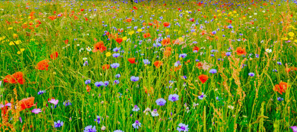 English Wildflowers stock photo