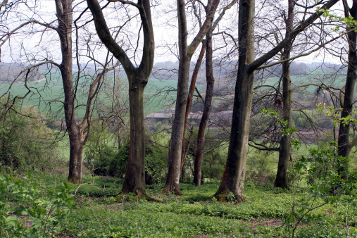 English woodland on crisp spring day