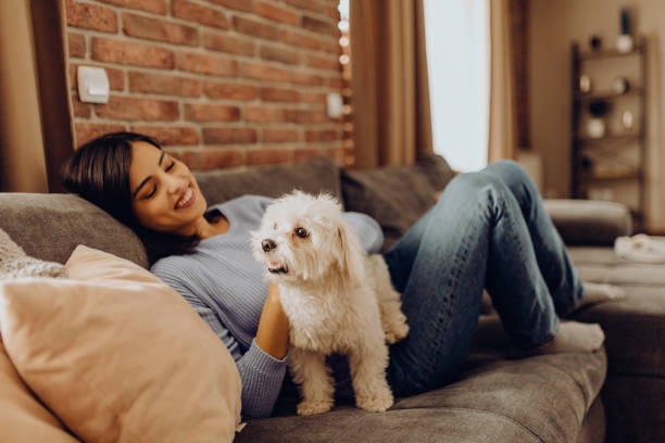 enjoy the afternoon on the sofa with my dog stock photo