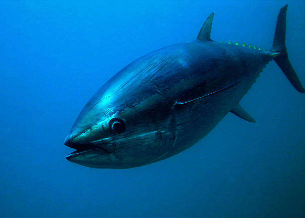 Enormous tuna fish in a blue background stock photo