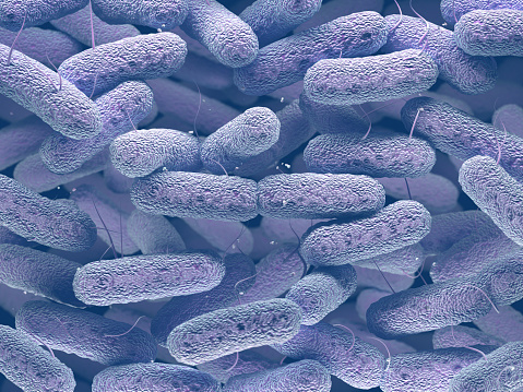 Enterobacteriaceae: large family of Gram-negative bacteria that includes many of the more familiar pathogens, such as Salmonella and Escherichia coli.
