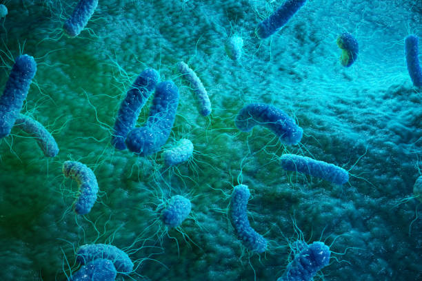 Enterobacterias Gram negativas Proteobacteria, bacteria such as salmonella, escherichia coli, yersinia pestis, klebsiella. 3D illustration stock photo