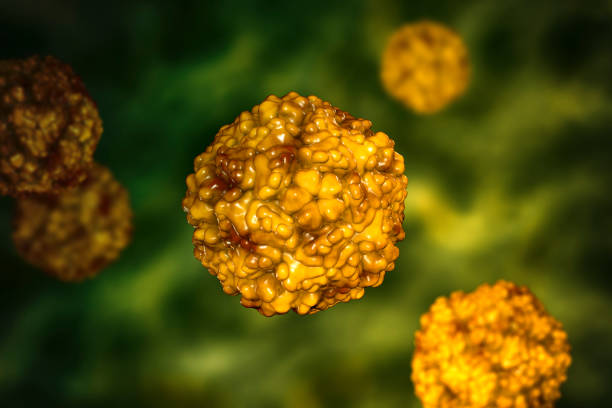 enterovirus, un grupo de virus arn incluyendo ecovirus, coxsackievirus, rhinovirus y otros - polio fotografías e imágenes de stock