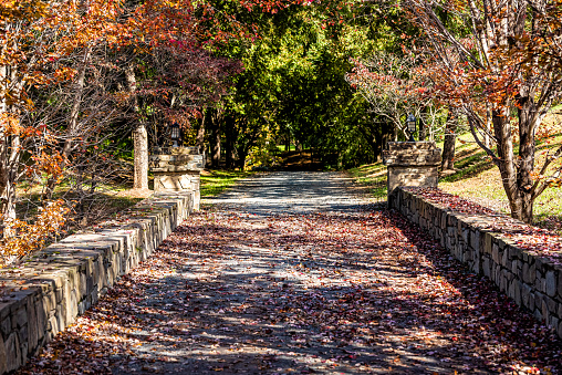 Entrance with road during red maple autumn in rural countryside in northern Virginia estate with trees lining path street and fallen foliage leaves