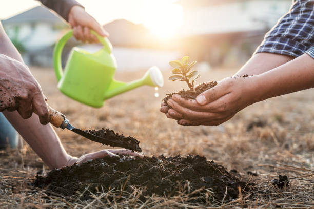 Environment earth day, Hands of tree man helping were planting the seedlings and growing of young sprout trees growing into the soil in the garden, protection for care new generation stock photo