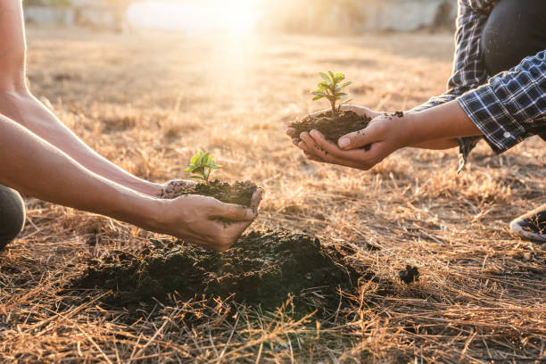 Environment earth day in hands, two people holding of young sprout trees growing seedlings, protection for care new generation to be planted into the soil in the garden as save world concept stock photo