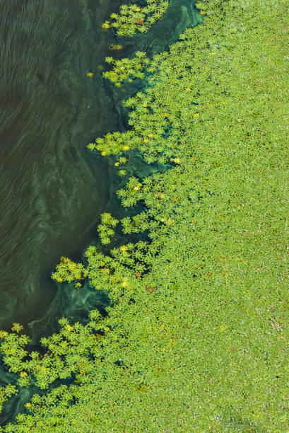 Environmental issues. Pollution of the water surface of the river, a large flow of blooming water, green plankton and algae. Pollution of the water surface of the earth, green algae gradually cover the surface of the flowering water on the river. Vertical image, copy space. green algae stock pictures, royalty-free photos & images