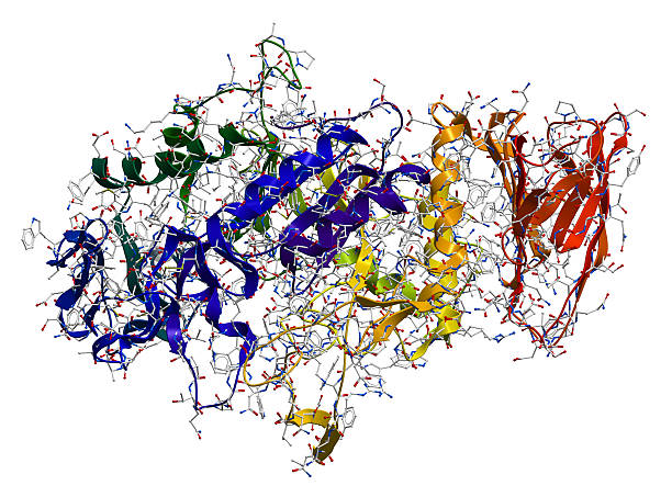 Enzyme Alpha-Amylase 3D molecular structure Alpha-Amylase, an enzyme that hydrolyses polysaccharides, such as starch and glycogen, to glucose and maltose. human digestive system photos stock pictures, royalty-free photos & images