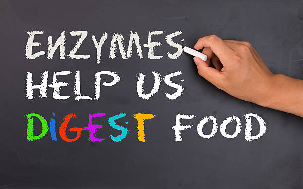 enzymes help us digest food stock photo