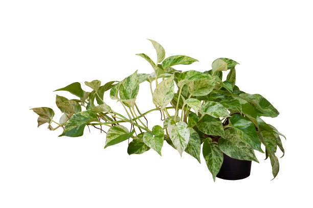 Epipremnum aureum or golden pothos in black plastic pot isolated on white background. Epipremnum aureum or golden pothos in black plastic pot isolated on white background. Marble Queen Pothos stock pictures, royalty-free photos & images