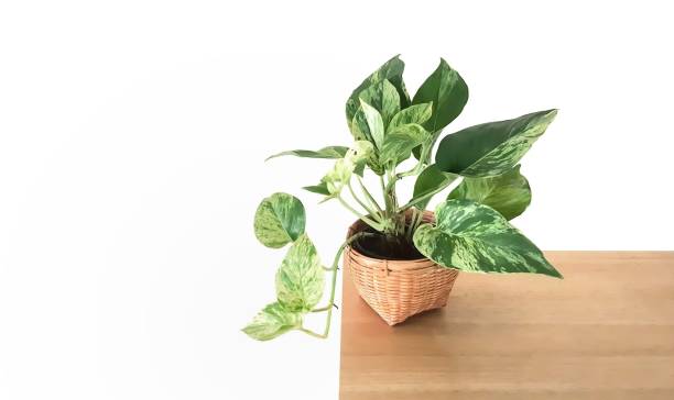 Epipremnum aureum Golden pothos in the basket ,Epipremnum aureum in pot isolated on white background ,Drevi's ivy with copy space. golden pothos stock pictures, royalty-free photos & images