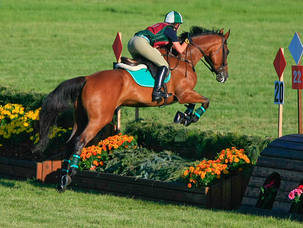 equestrian flower jump - hinder häst bildbanksfoton och bilder