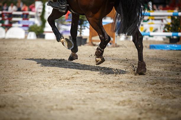 equestrian sports - hinder häst bildbanksfoton och bilder