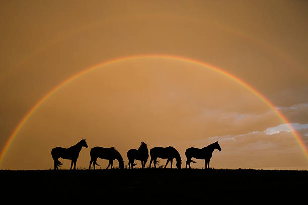 Equine Rainbow stock photo