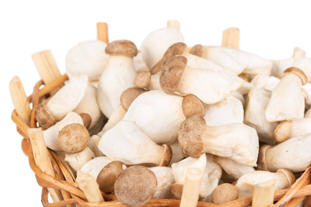 eringi mushrooms in basket - mushrrom bildbanksfoton och bilder
