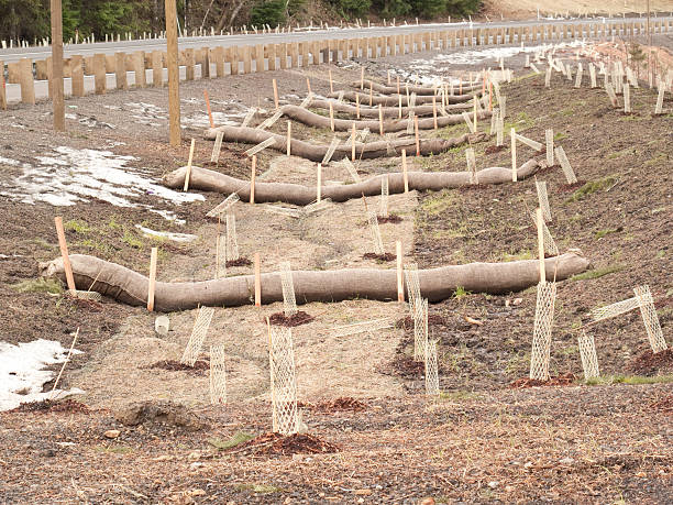 Erosion Control Roadside erosion control using tree plantings, burlap and wood stakes. erosion control stock pictures, royalty-free photos & images