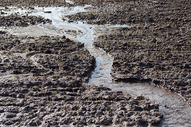 erosion on a field - soil erosion bildbanksfoton och bilder