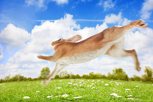 escape - bunny jumping bildbanksfoton och bilder