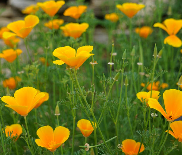 Eschscholtzia Californica commonly known as the California or Golden Poppy stock photo