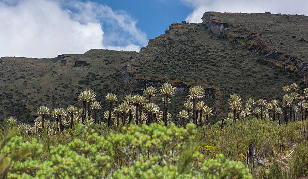 espeletia frailejón in Siecha Colombia with faults in the background stock photo