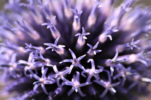 blue globe thistle in defocussed shot creating an ethereal scene