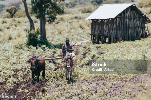 Ethiopian farmer plows fields with cows