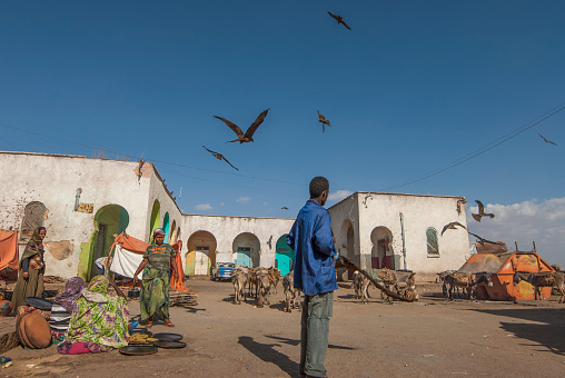 Harar, Ethiopia - March 28th, 2012: Unidentified Ethiopian man watches vultures at meat market in Harar, Ethiopia. Unsanitary conditions in market are perfectly suited to a colony of vultures.