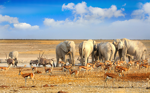 A busy Waterhole in Etosha National Park with elephants, Gemsbok Oryx and Impala against a vivid blue sky, Namibia Southern Africa